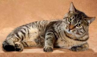 中国狸花猫被cfa除名